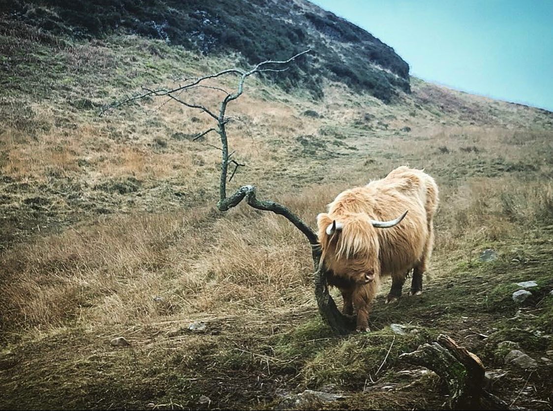 🐮 Wildlife Wednesday 🐮

The Peak District Challenge is taking place in September, registrations r...