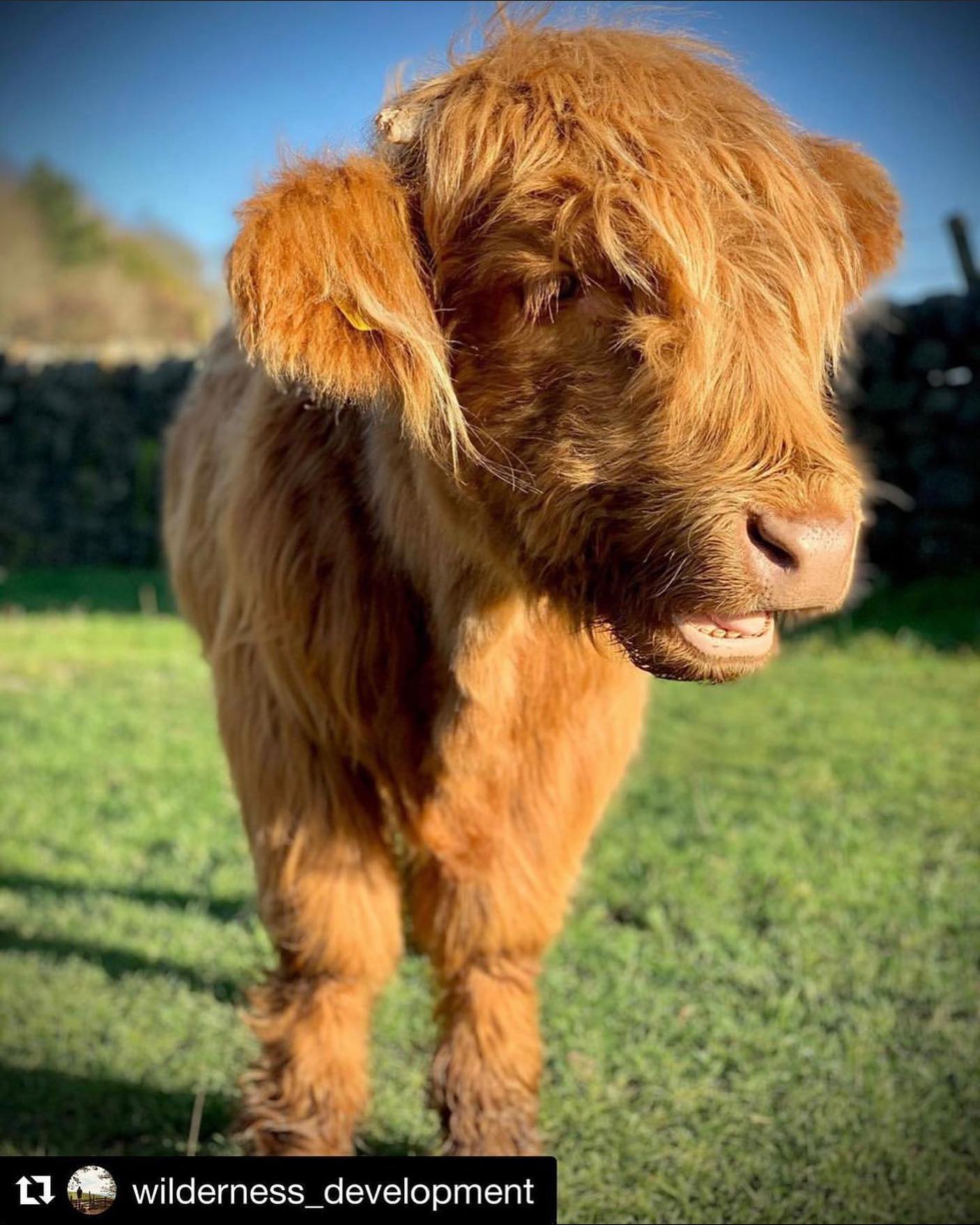 🐮 Wildlife Wednesday 🐮

We love seeing these fab Highland Cows out and about, they’re just so pho...