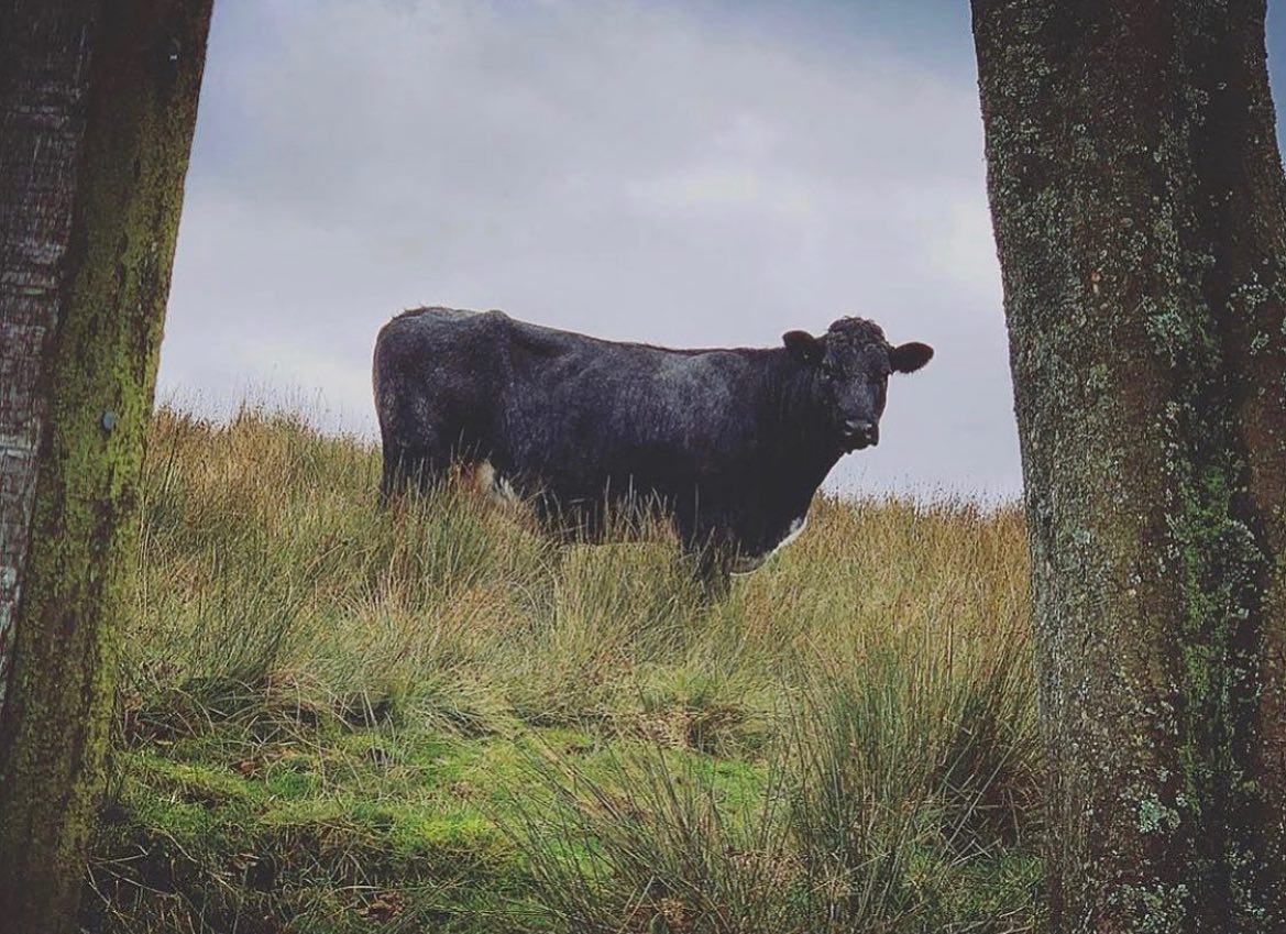 🐮 Wildlife Wednesday 🐮

We love seeing all kinds of four legged friends out and about, they’re ju...