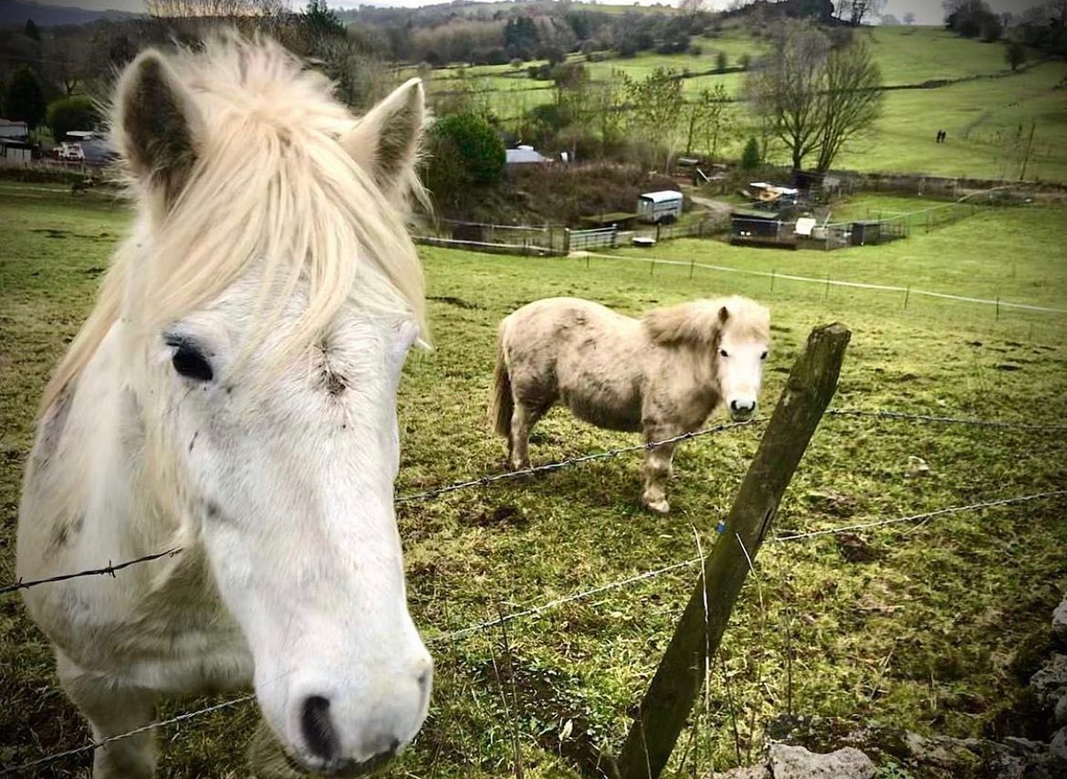 🦄 Wildlife Wednesday 🦄

How cute are these two we found over in Elton ⛰🐴⛰

