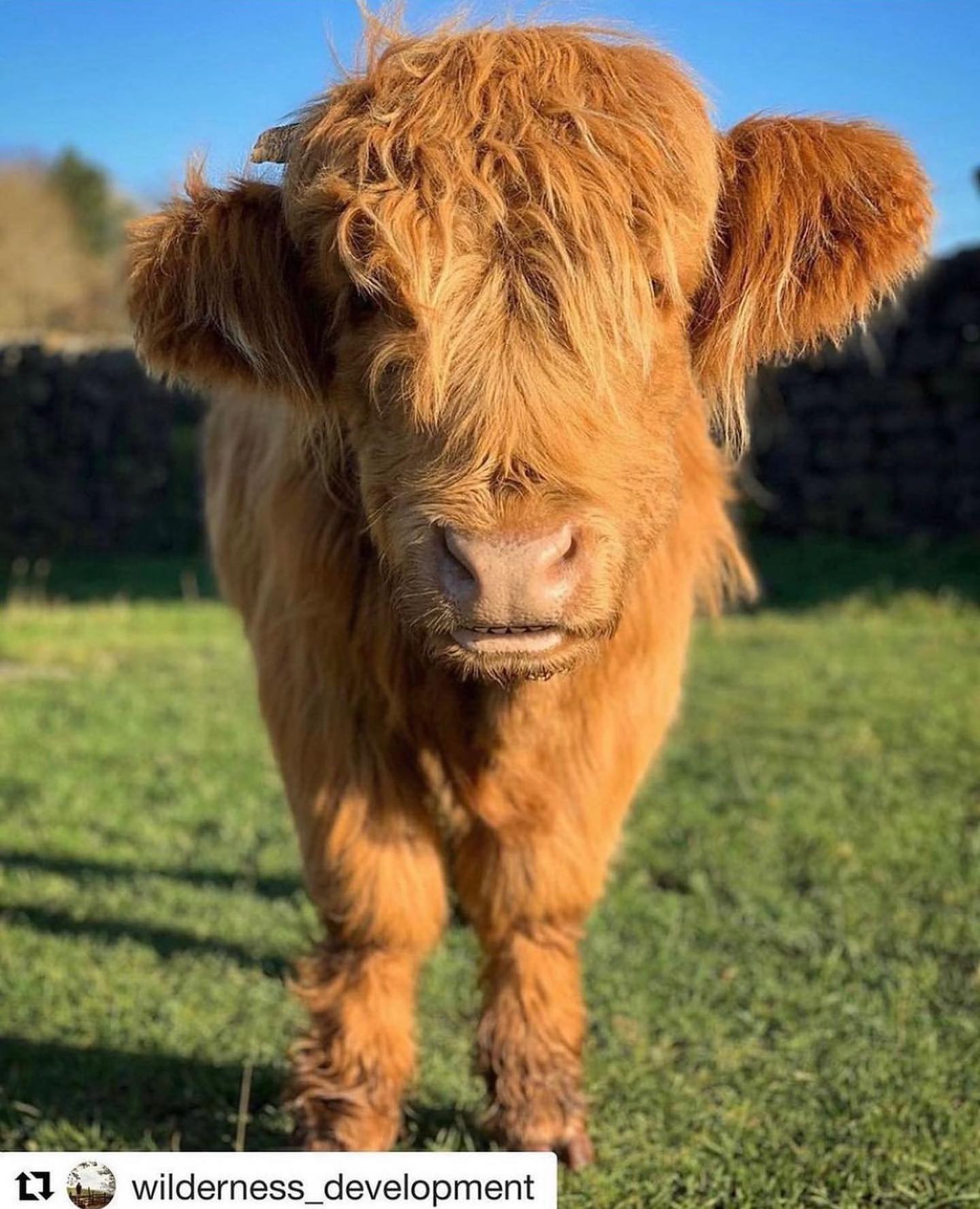 🐮 Wildlife Wednesday 🐮

We love seeing these fab Highland Cows out and about, they’re just so pho...